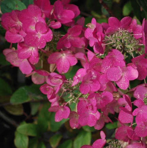 Гортензия метельчатая Magical Fire