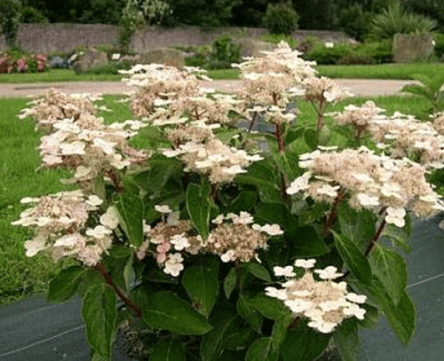 Гортензия метельчатая Dart`s little Dot