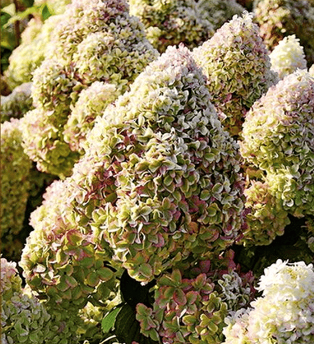 Гортензия метельчатая Diamantino