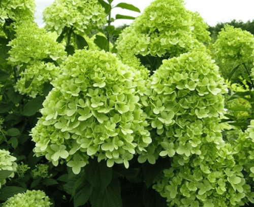 Гортензия метельчатая Limelight