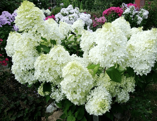 Гортензия метельчатая Phantom