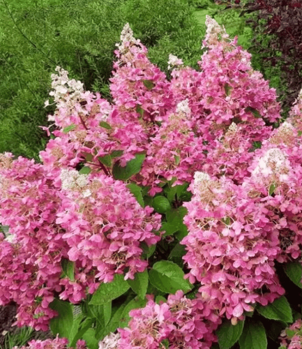 Гортензия метельчатая Pink Diamond