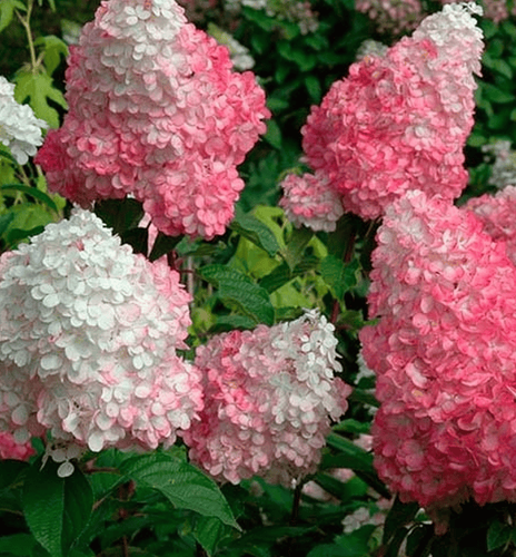 Гортензия метельчатая Vanille Fraise