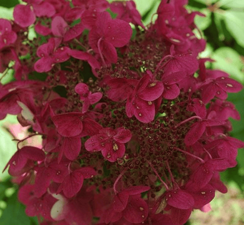 Гортензия метельчатая Wim's Red