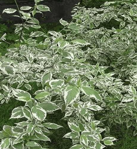 Дёрен белый (Cornus alba) Argenteomarginata