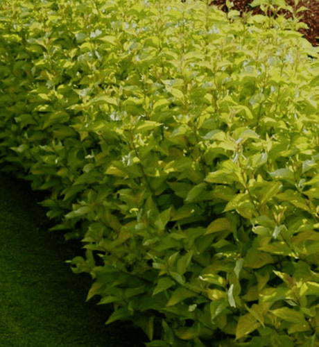 Дёрен белый Aurea