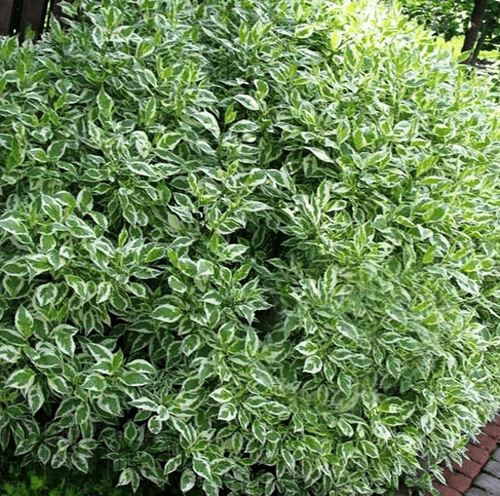 Дёрен белый Elegantissima