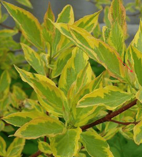 Дёрен белый Gouchaultii