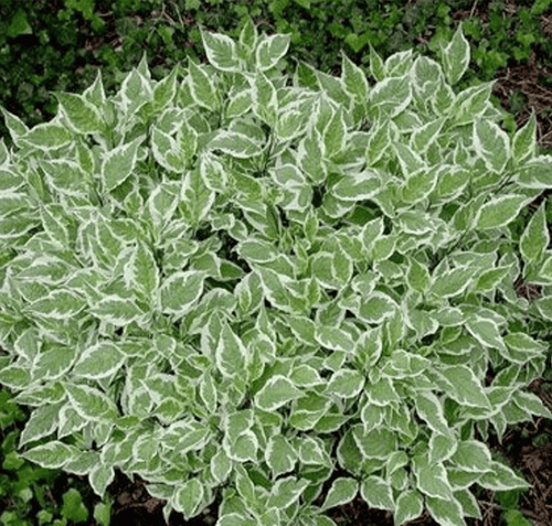 Дёрен белый Ivory Halo Baihalo