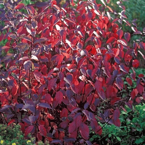 Дёрен белый Kesselringii