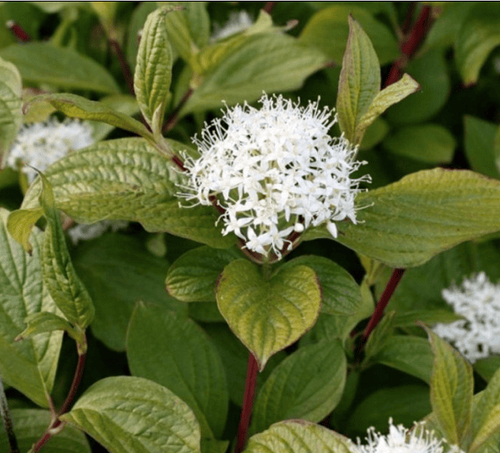 Дёрен белый Sibirica