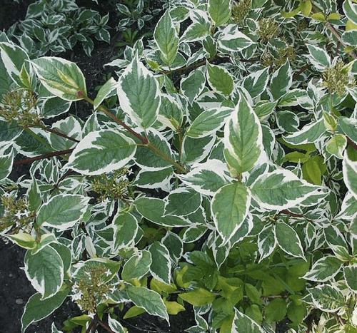 Дёрен белый Sibirica Variegata