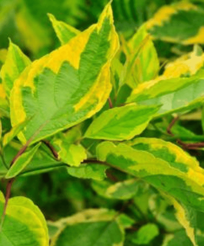 Дёрен белый Spaethii