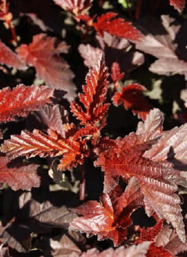 Пузыреплодник калинолистный Diabolo d~or.