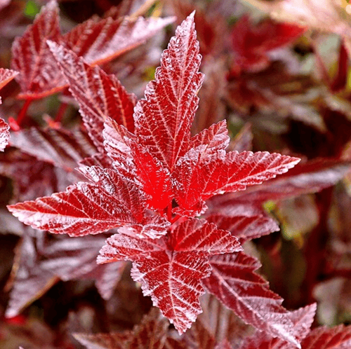 Пузыреплодник калинолистный Lady in Red