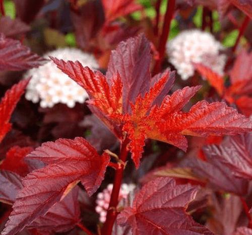 Пузыреплодник калинолистный Little Angel