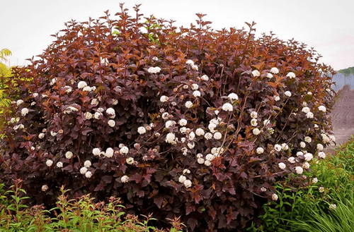 Пузыреплодник калинолистный Red Baron