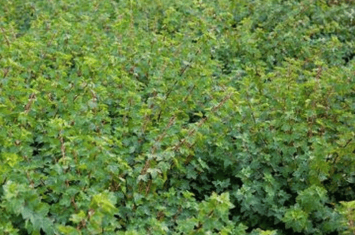 Пузыреплодник калинолистный Tilden Park