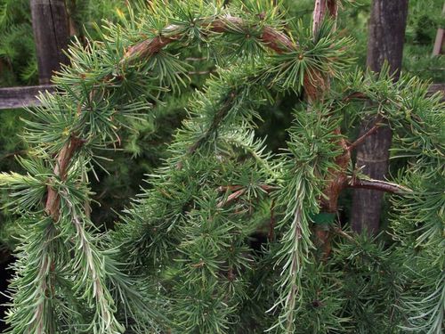 Лиственница японская (Larix caempferi) Stiff Weeper