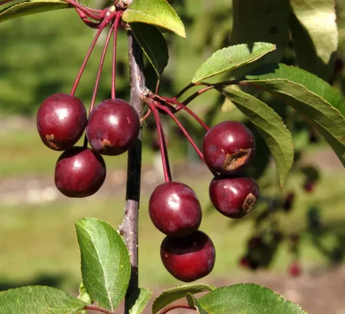 Яблоня (Malus) Royalty