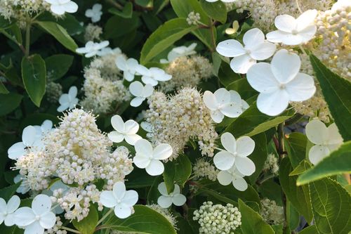 Гортензия метельчатая Prim White Dolprim