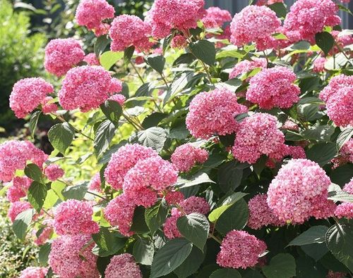 Гортензия древовидная Pink Annabelle