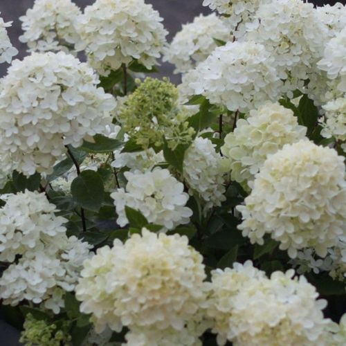 Гортензия метельчатая Bombshell