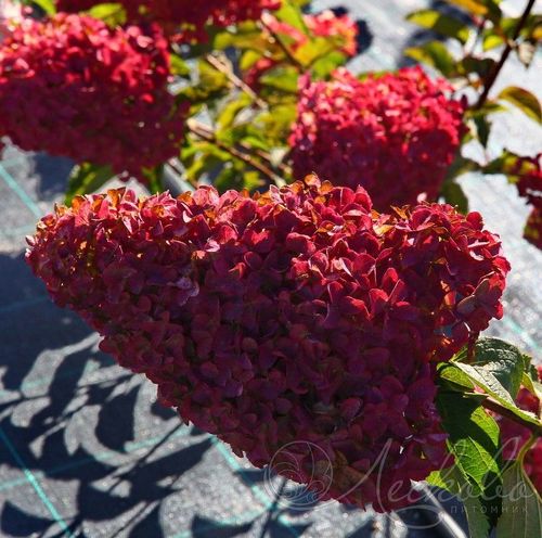 Гортензия метельчатая Fraise Melba Renba