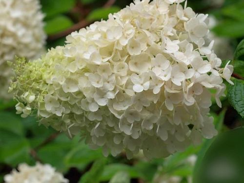 Гортензия метельчатая Kyushu