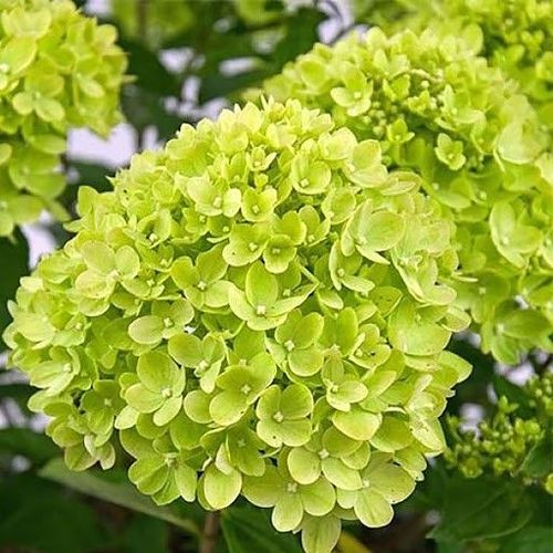 Гортензия метельчатая Little Lime