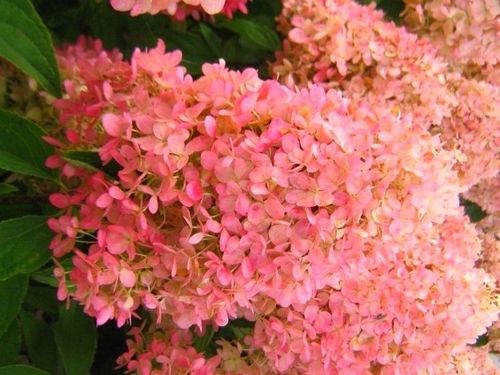 Гортензия метельчатая Magical Candle