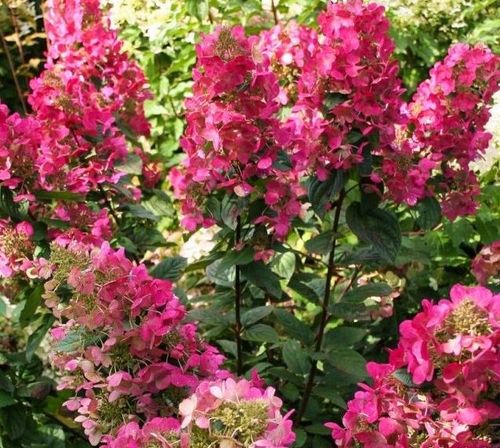 Гортензия метельчатая Magical Vesuwio