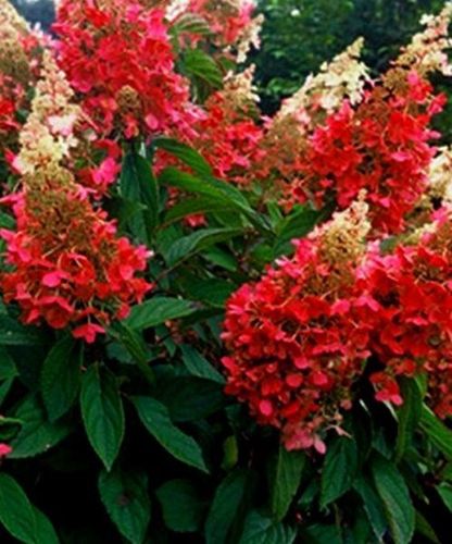 Гортензия метельчатая Pinky Winky