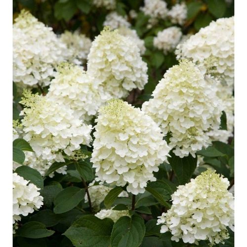 Гортензия метельчатая Silver Dollar