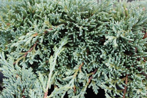 Можжевельник горизонтальный (Juniperus horizontalis) Ice Blue