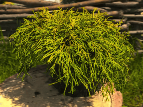 Кипарисовик горохоплодный (Chamaecyparis pisifera) Filifera Aurea