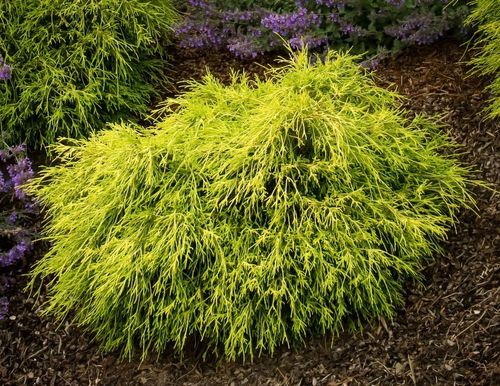 Кипарисовик горохоплодный (Chamaecyparis pisifera) Sungold