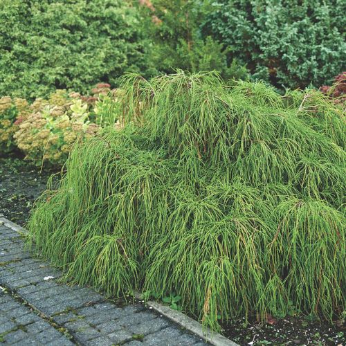 Кипарисовик горохоплодный (Chamaecyparis pisifera) Filifera Nana