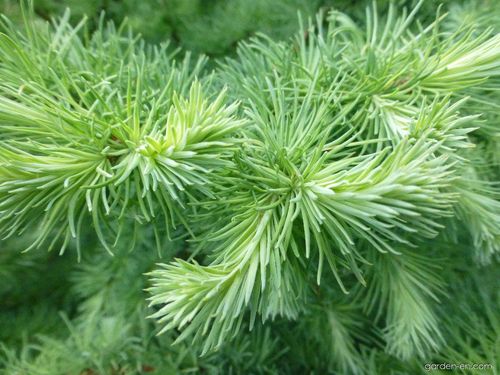 Лиственница японская (Larix caempferi) Blue Dwarf