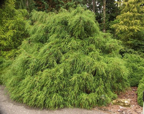 Кипарисовик горохоплодный (Chamaecyparis pisifera) Filifera