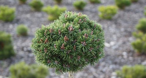 Сосна горная (Pinus mugo) Mops