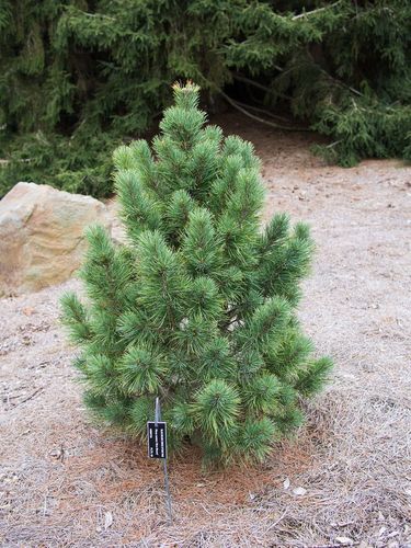  Сосна кедровая (Pinus cembra)