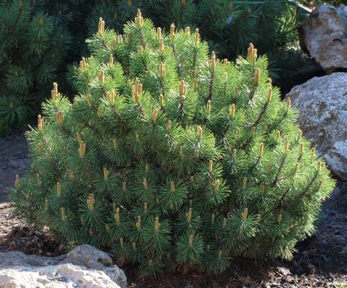 Сосна горная (Pinus mugo) Pumilio