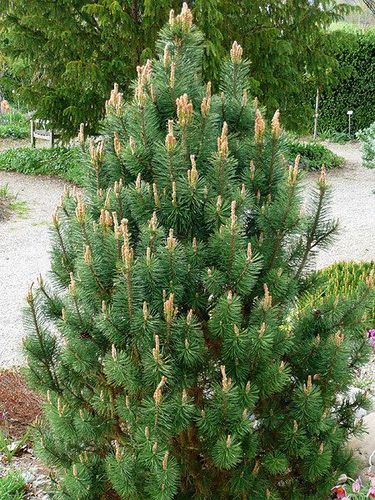 Сосна горная (Pinus mugo) Gnom