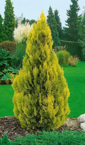 Туя западная (Thuja occidentalis) Sunkist