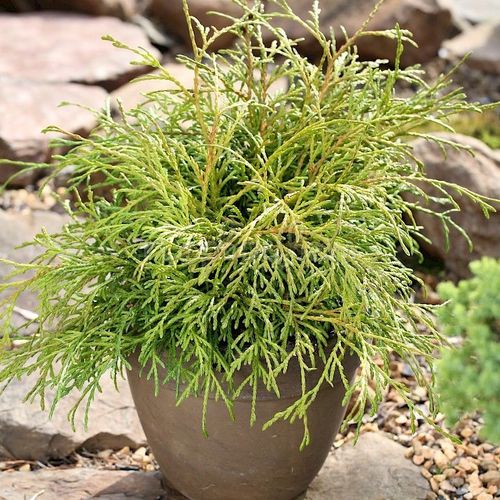 Туя западная (Thuja occidentalis) Filiformis