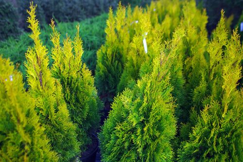 Туя западная (Thuja occidentalis) Smaragd