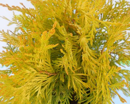 Туя западная (Thuja occidentalis) Europe Gold