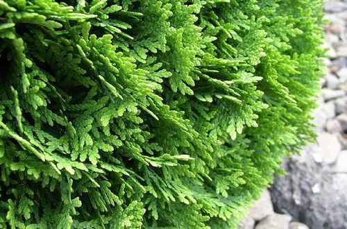 Туя западная (Thuja occidentalis) Danica