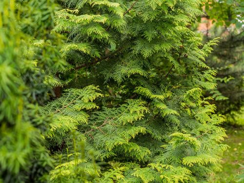 Туя западная (Thuja occidentalis) Brabant